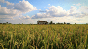 Como funciona o processo de alongamento da dívida rural após a quebra da produção por motivos do clima?