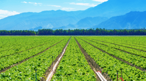 Banco recusou a prorrogação da dívida rural