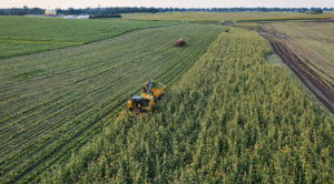 Execução bancária contra produtor rural