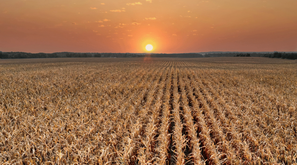 Prorrogação de financiamento rural