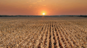 Prorrogação de financiamento rural