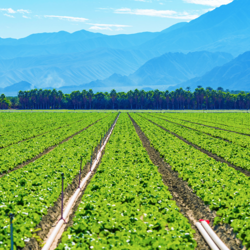 Alienação fiduciária de imóvel rural: o que acontece quando a dívida atrasa