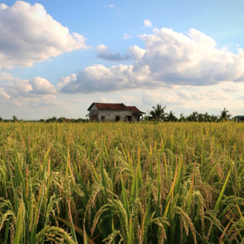 Como funciona o processo de alongamento da dívida rural após a quebra da produção por motivos do clima?