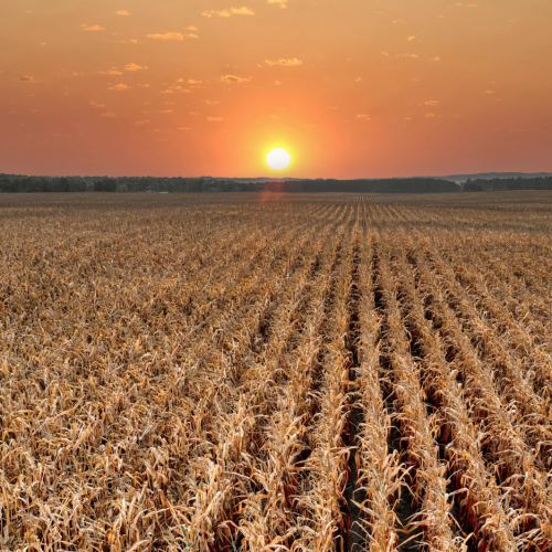 Prorrogação de financiamento rural
